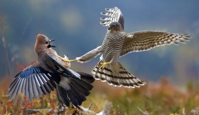 Çevre Haber : Günün fotoğrafı