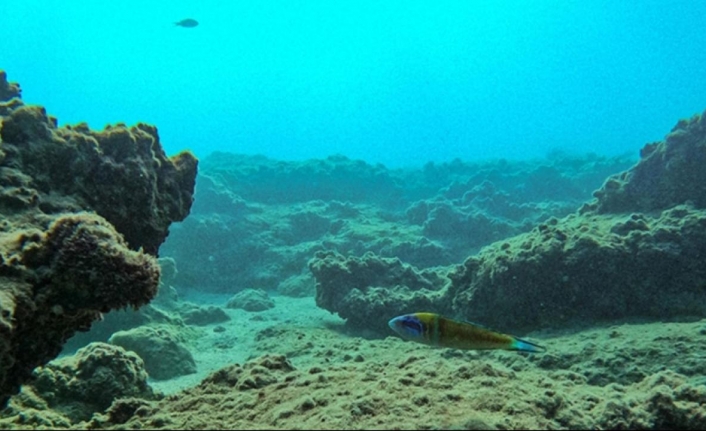 Küresel Isınma okyanus canlılarını kutuplara doğru göçe zorluyor