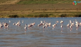 Erçek Gölü’ndeki flamingolar göz kamaştırdı