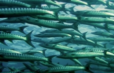 Balıkların Geleceği İklim Değişikliğine Bağlı