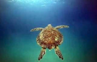 Deniz Kaplumbağaları Akdeniz’den Marmara’ya...