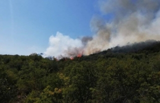 Antalya'da çıkan orman yangını kontrol altına...