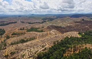 Yeni Rapor: Finans Kurumları Ormansızlaşmayı Körüklemeye...