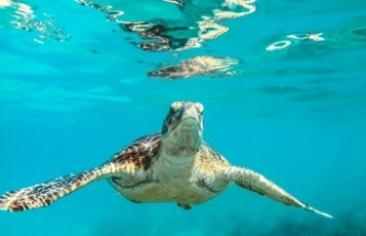 Sıcaklık Arttıkça Deniz Kaplumbağalarının Dişi Popülasyonu da Artıyor